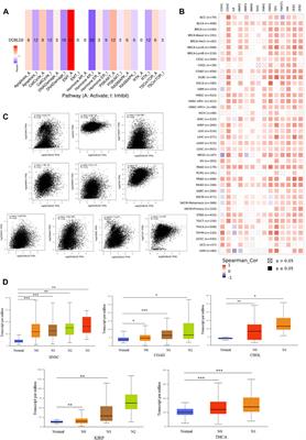 Pan-cancer analyses identify DCBLD2 as an oncogenic, immunological, and prognostic biomarker